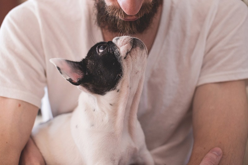 dog staring its male owner