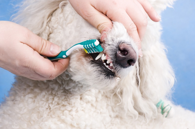 dog teeth cleaning