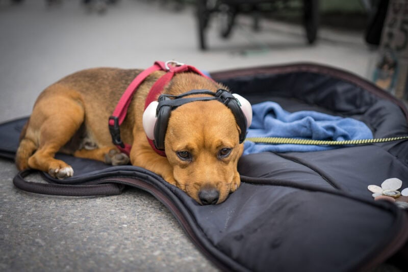 dog-with-ear-muffs