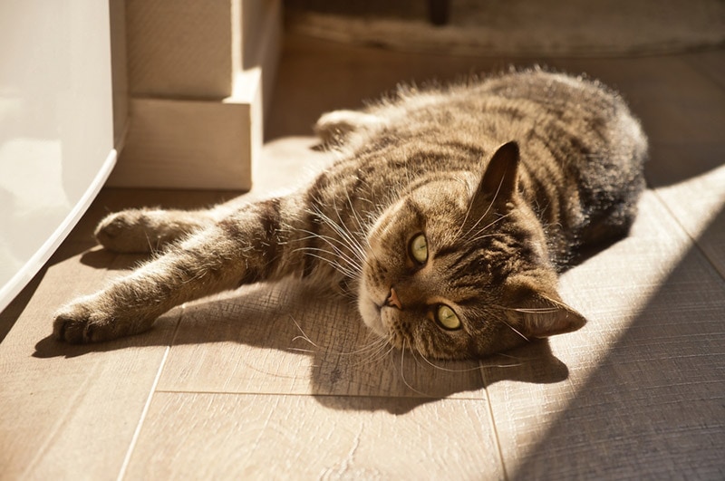 domestic cat lies on the floor in morning sun rays