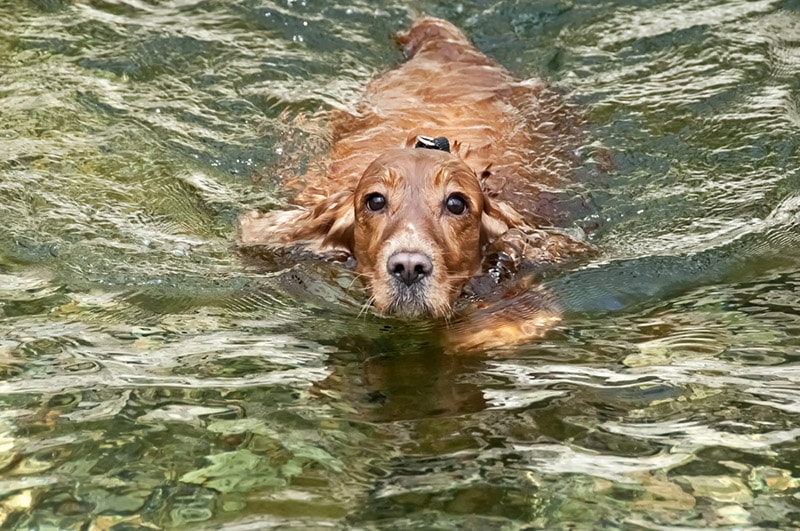 english cocker spaniel dog swimming