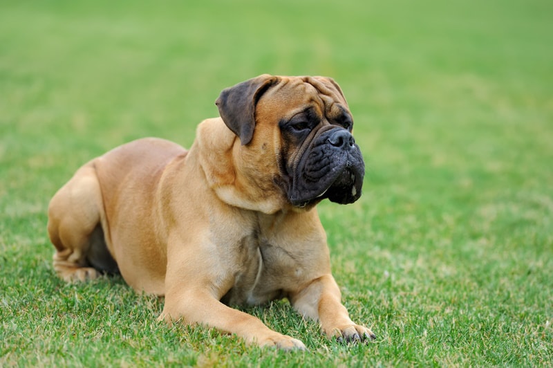 english mastiff on the grass