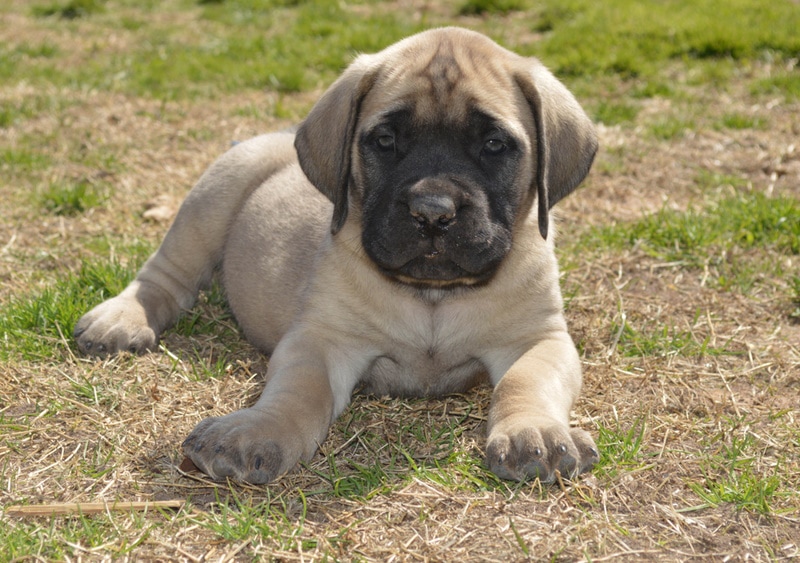 english mastiff puppy