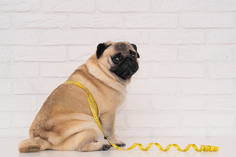 fat pug with measuring tape on its waist