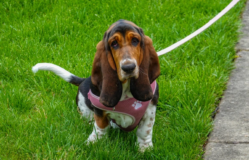 female basset hound with a harness sitting on grass