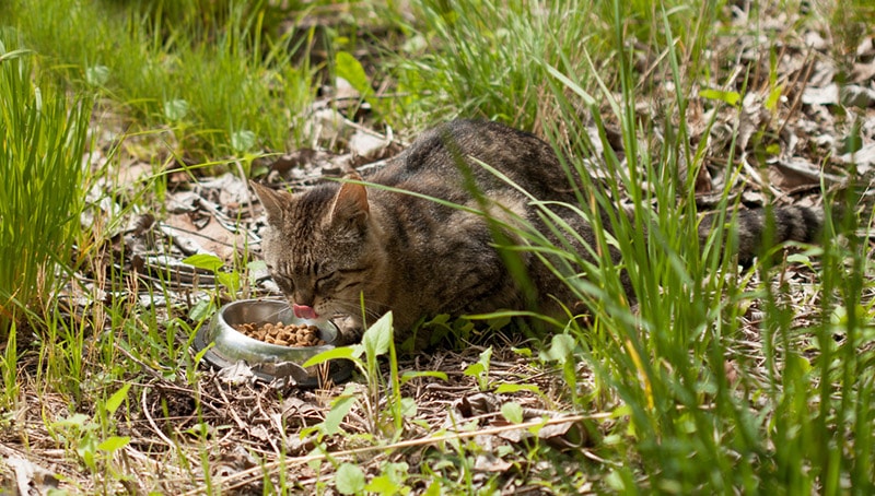 feral cat eating outdoor
