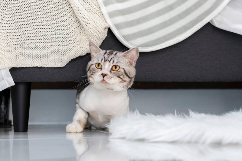 fluffy cat crawling under a couch in living room