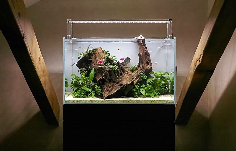 freshwater aquascape rimless aquarium with big natural root, live plants