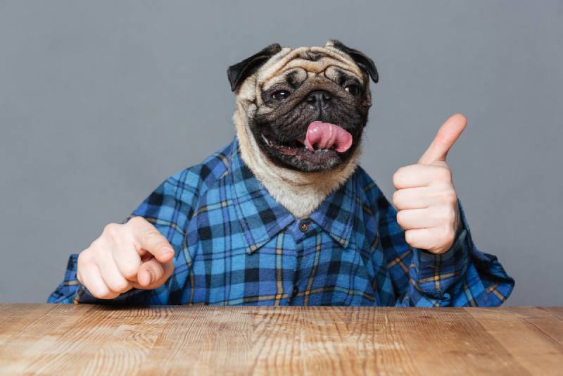 funny pug dog with man hands in checkered shirt