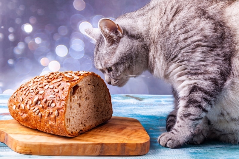 geay cat smelling bread on the table
