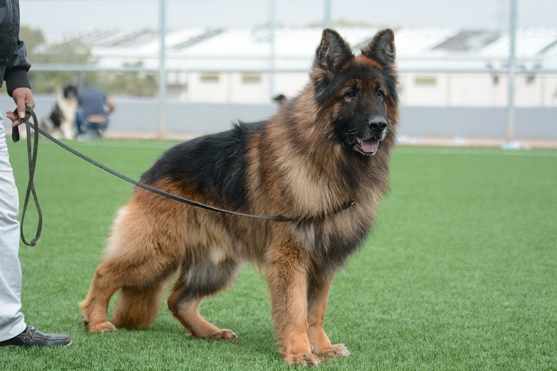 german shepherd dog at the park with his male owner