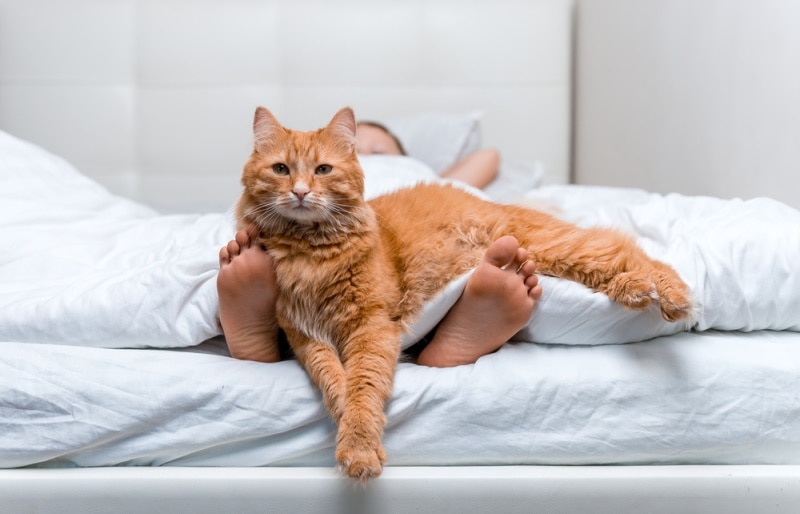 mèo gừng nằm trên chân người đàn ông