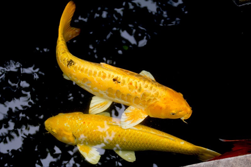 gold koi fish in the pond