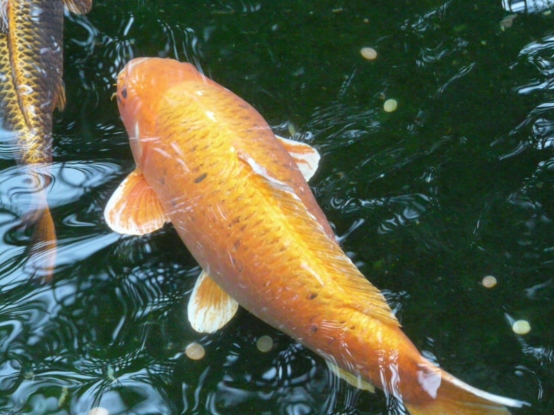 gold koi fish in the pond