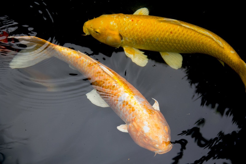 golden koi in the pond