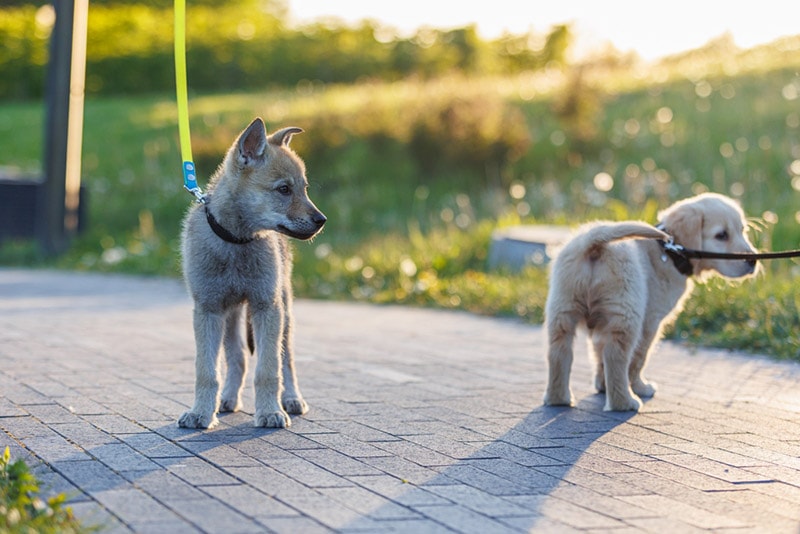 golden retriever and czechoslovakian wolfdog playing outdoor
