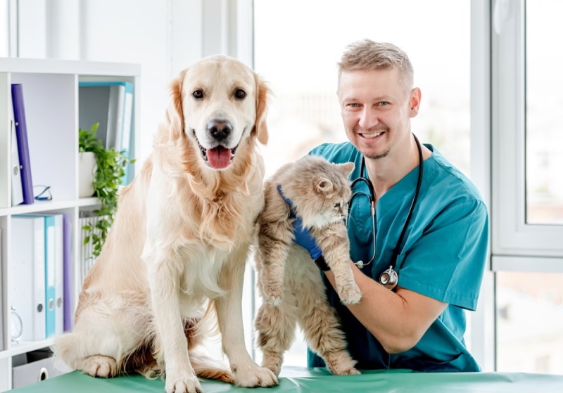 golden retriever dog and cat check by vet