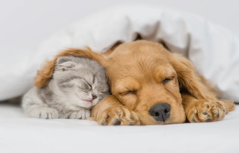 mèo mướp xám đang ngủ với một chú gà trống Anh