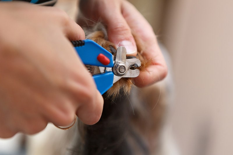 groomer clipping dog nails