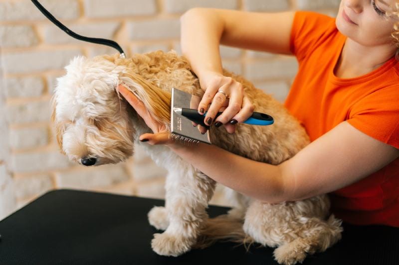 groomer combing ears of curly dog Labradoodle