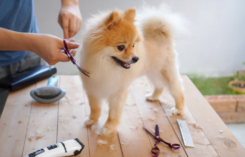 Fox face sales pomeranian price