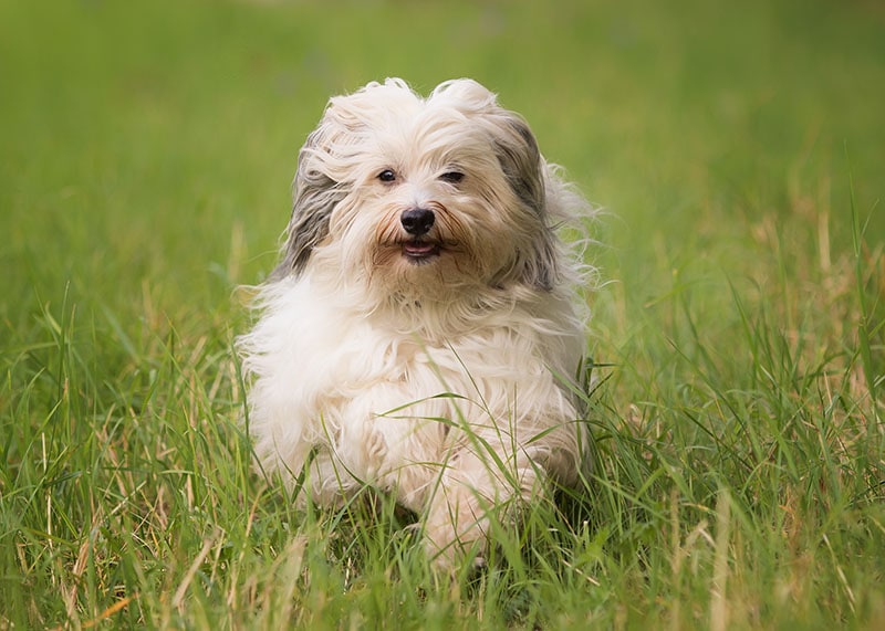 happy havanese dog