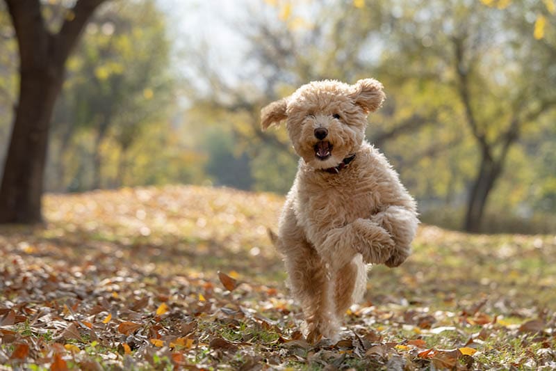 happy mini goldendoodle at the park