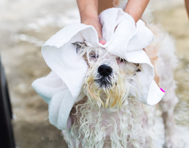 How to Dry a Dog After a Bath in 5 Vet-Approved Steps | Hepper