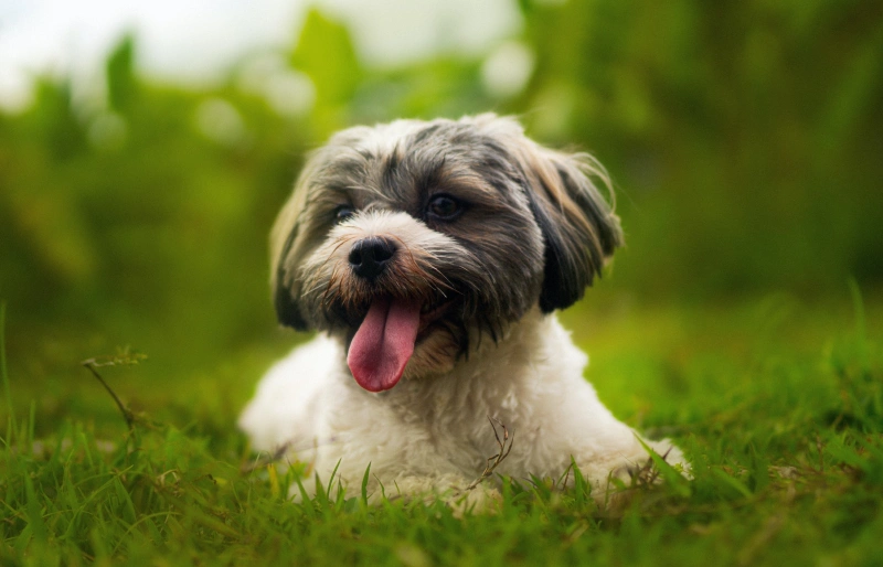 havanese dog lying on the grass