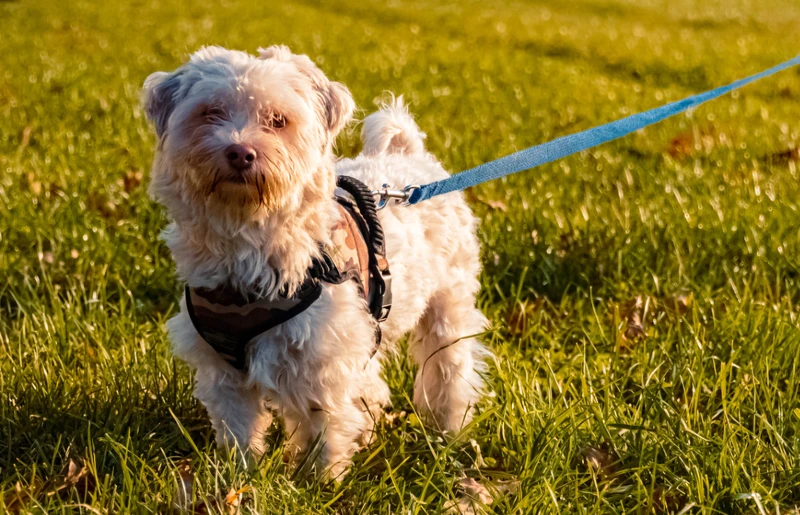 havanese dog with harness and leash standing on grass