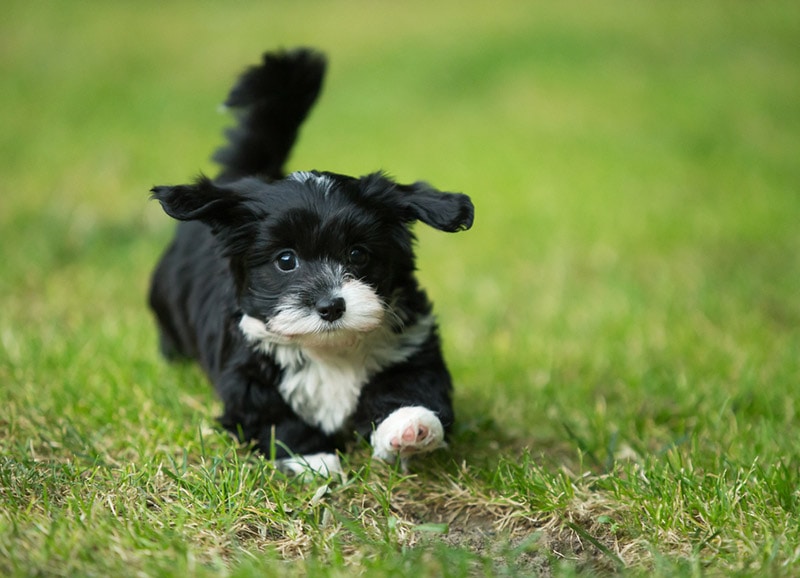 havanese puppy with white markings running at the park