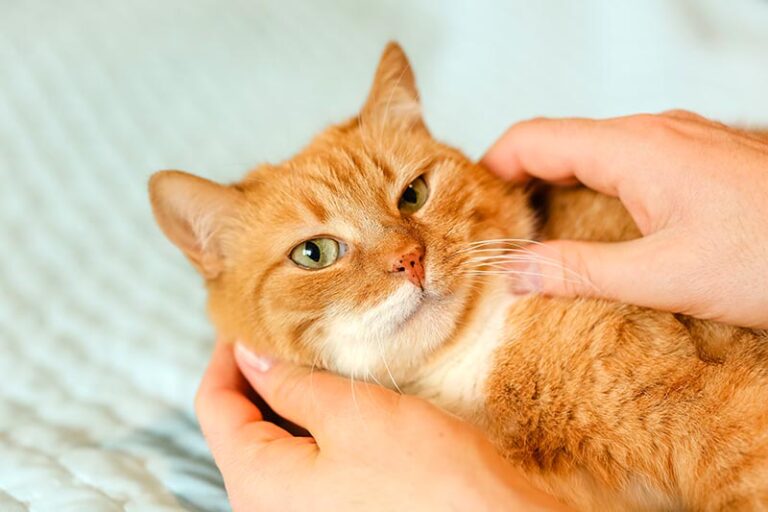 why-do-cats-like-their-cheeks-scratched-6-possible-reasons-hepper