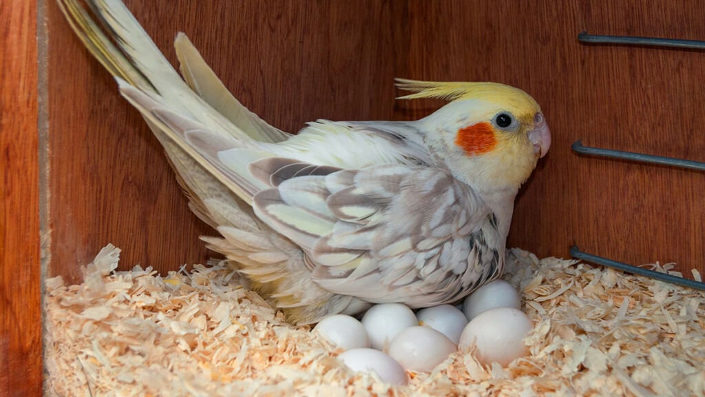 A female cockatiel with her eggs