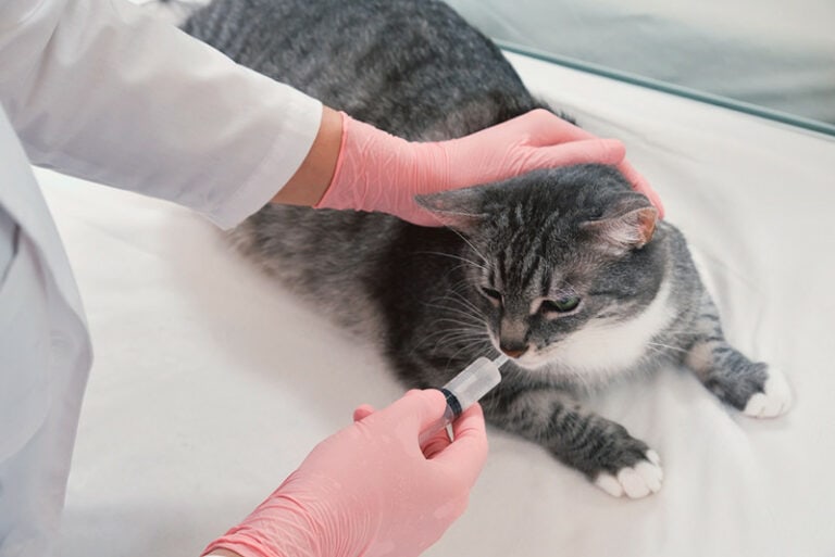 Amoxicillin For Cats