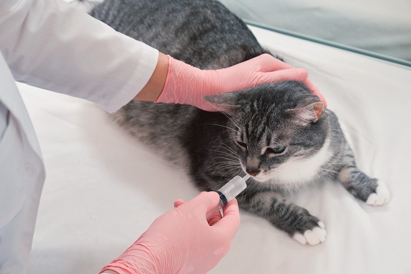 bác sĩ thú y truyền thuốc dạng lỏng từ ống tiêm vào miệng mèo