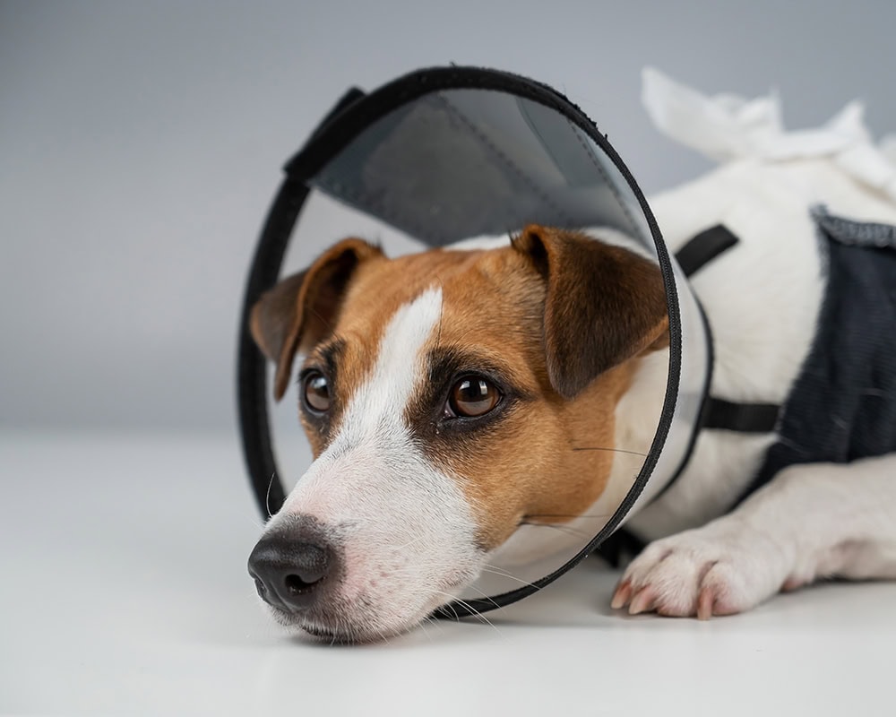 jack russell terrier dog wearing cone collar and post-surgery suit