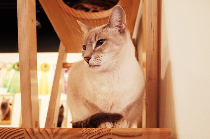 Cat sitting on cat tree in cat cafe