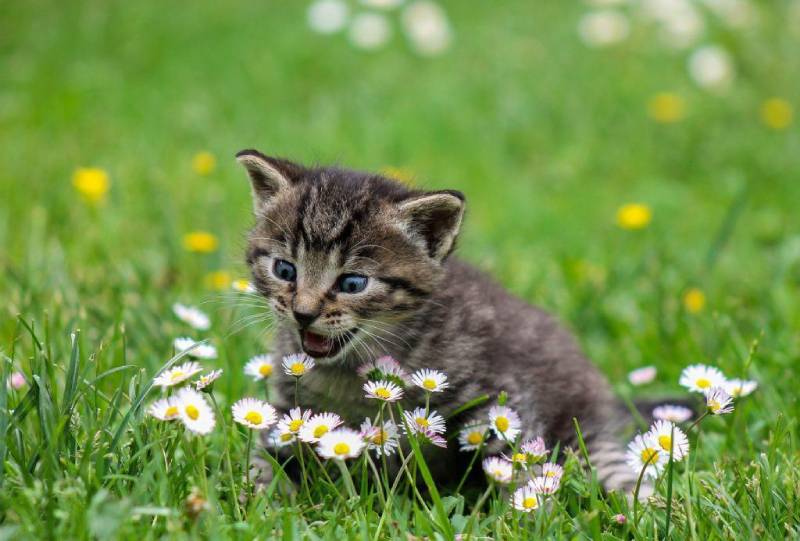 mèo con cố gắng ăn hoa trên cánh đồng