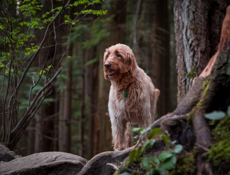 labradoodle dog in the forest