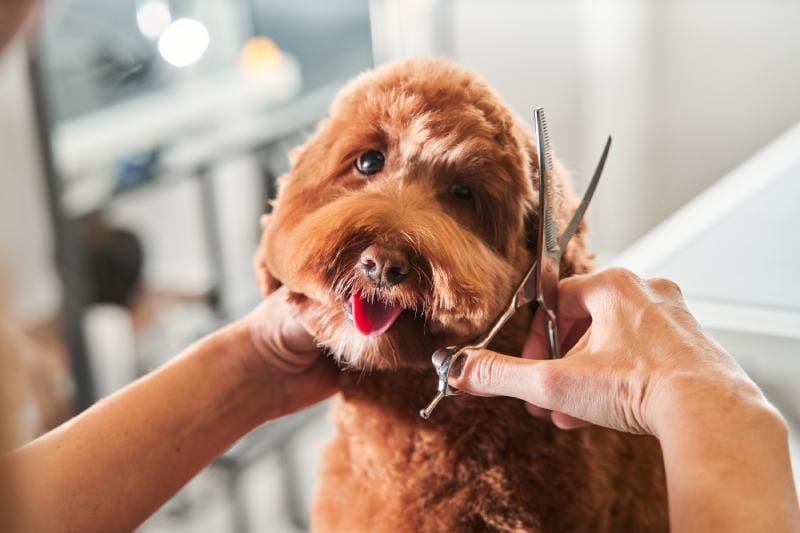 con chó labradoodle ngồi ở tiệm chải lông