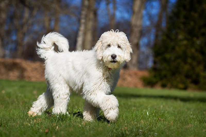 labradoodle dog walking outdoor