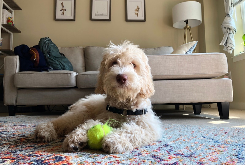 labradoodle lying on carpet