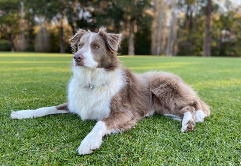 lilac border collie lying on grass