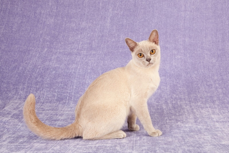 lilac burmese cat in purple background