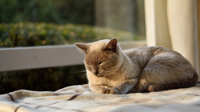 mèo burmese tử đinh hương nghỉ ngơi gần cửa sổ