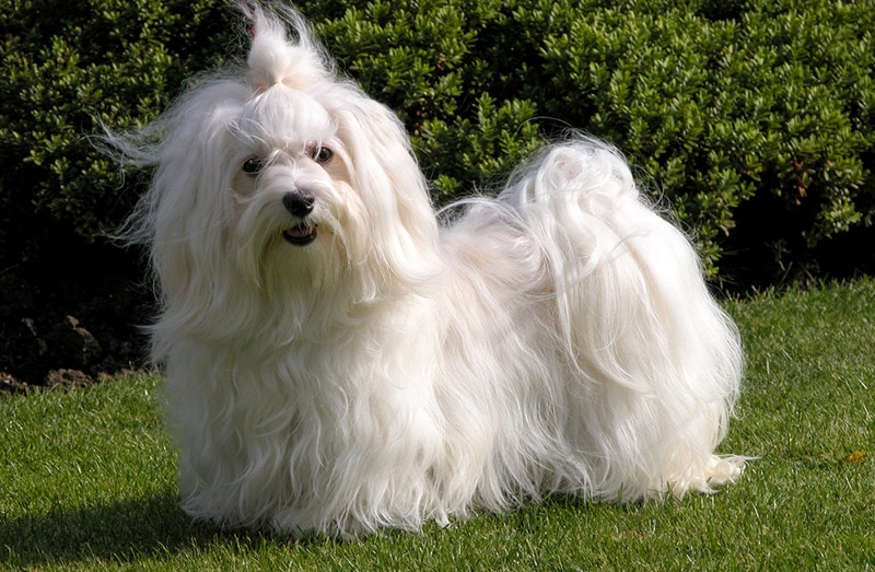long haired white havanese dog on grass