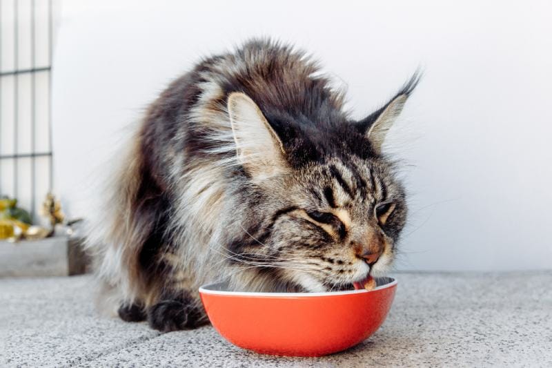 mèo mướp lông dài màu xám Maine Coon đang ăn