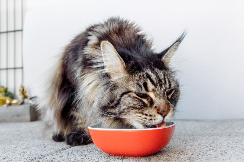 longhair grey tabby colour Maine Coon eating longhair grey tabby colour Maine Coon eating