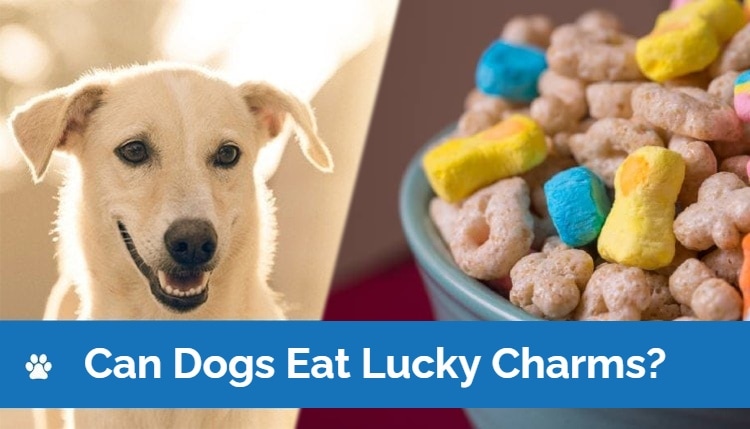 HEP_Can dogs eat lucky charms