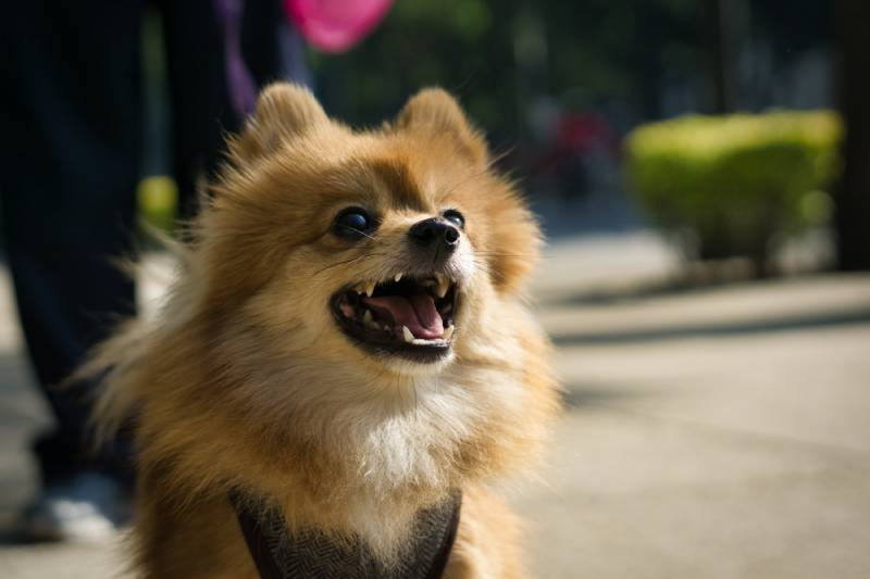 mad pomeranian dog barking on the street